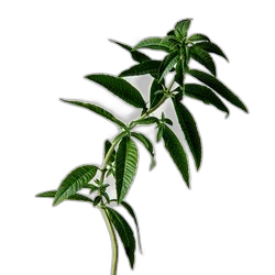 Lemon Vervain